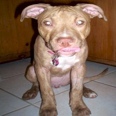 media/Perrys Zoey Pit Bull Front.jpg